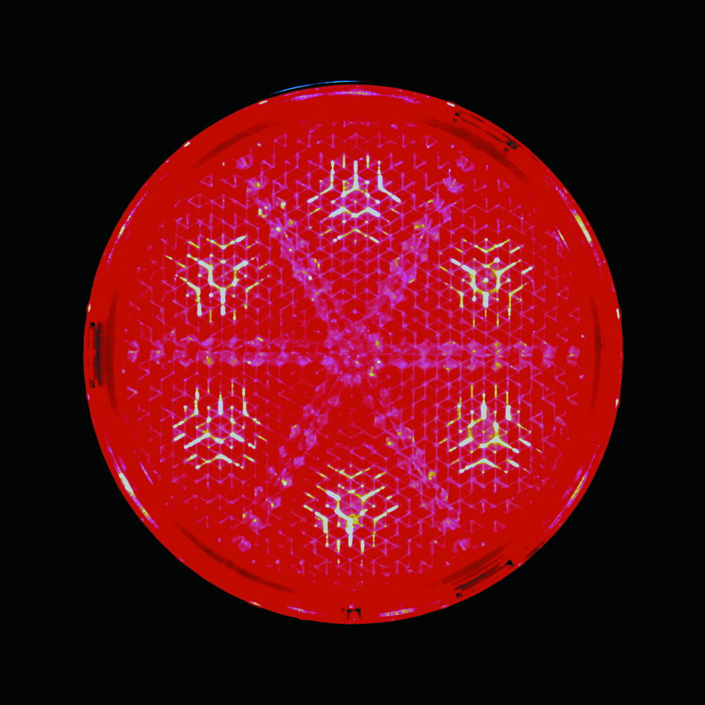 LED6 リフレクターNEO 24V W球タイプ レッド/レッド 画像2